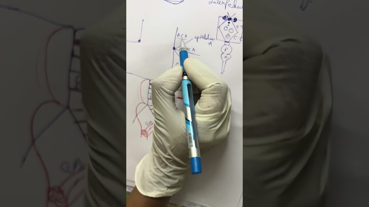 Blood supply of brain, circle of Willis , venous drainage