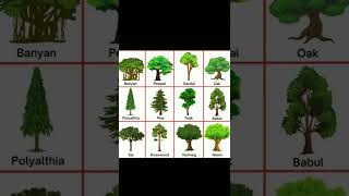 Trees Name in english #shorts #youtubeshorts #tree #trees #banyan #sandal #teakwood #neem #kidsvideo