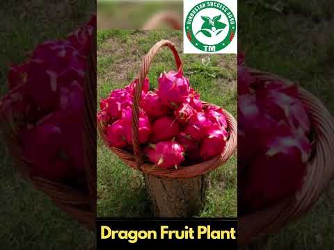 White dragon fruits Plants