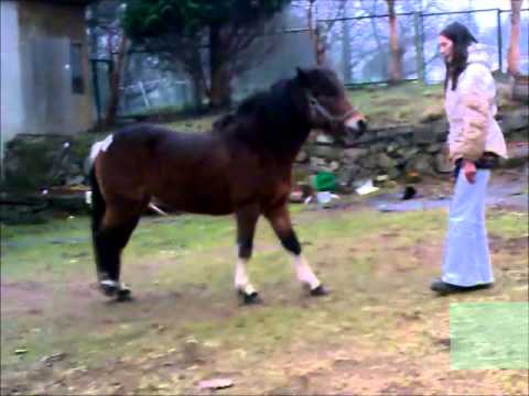 Safiera und Rainbow Dancer