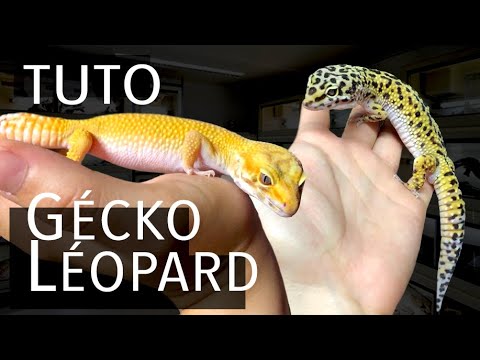 TUTORIAL: How to house a leopard gecko