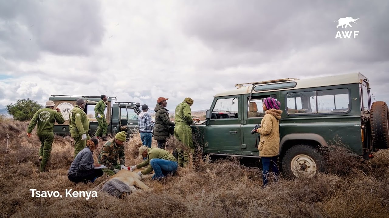 AWF in 2024: A Year of Conservation Action