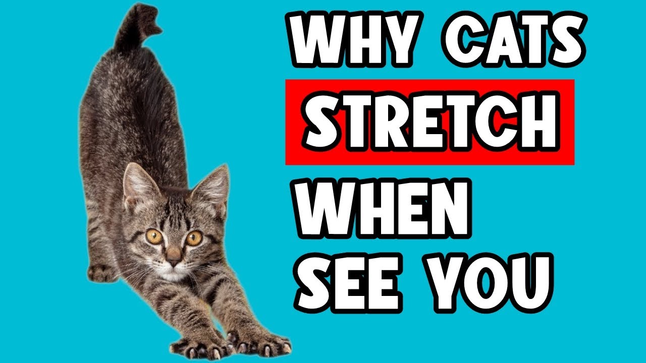 WHY YOUR CAT STRETCHES WHEN SEEING YOU 🔥