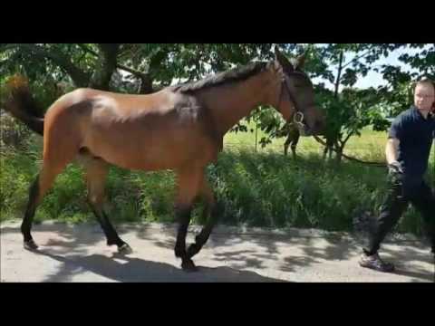 Wallach von For Romance