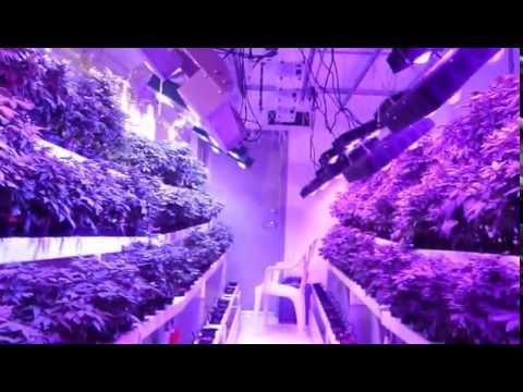 Spider MCOB and Titan LED Grow lights