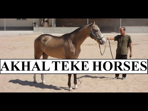 , title : 'Turkmenistan Beautiful Akhal-Teke Horses Part 9'