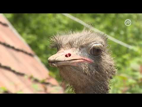 Farma smetovi - mjesto gdje 45 vrsta životinja živi u slozi