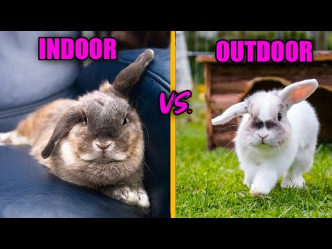 INDOOR RABBITS VS. OUTDOOR RABBITS: The Differences