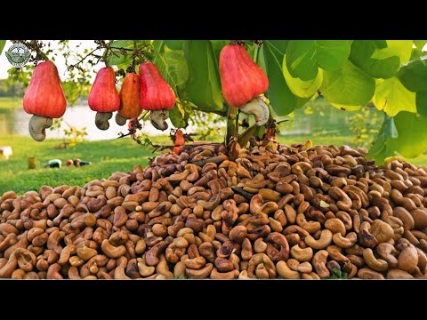 3.9 Million Tons Of Cashew Nuts Are Harvested And Processed This Way | Agriculture Technology