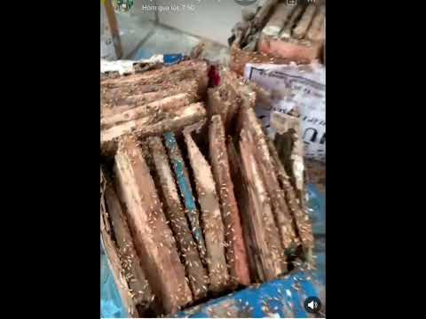 Diệt Mối Tận Gốc