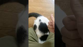 今日の入庫　#猫 #うめ #入庫 #cat
