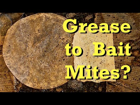 Results of mite baiting attempt with bacon grease after 2 days - worm farm vermicomposting