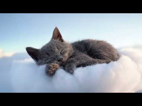 Magic Music to Make Your Cat Sleep Soundly! ❤️😻Kedinizi Mışıl Mışıl Uyutacak Sihirli Müzik cat relax