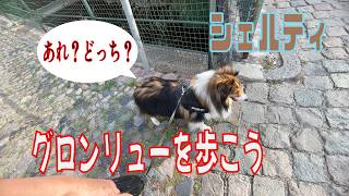 【シェルティ】グロンリューを歩こう【フランス田舎暮らし🇫🇷】#犬の散歩 #賢い犬 #犬のいる暮らし #シェルティ