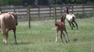 preview picture of video 'Lusitano mares and foals at play'