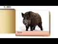 E4K Vocab Forest Animals
