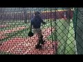 Pitching live BP in the cage 