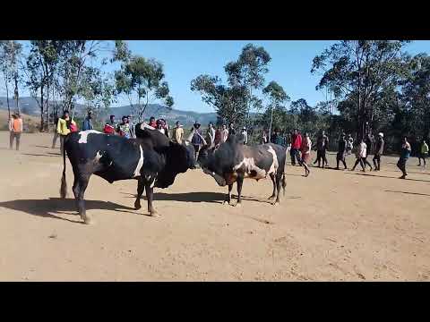 adin'omby Betsileo Ly Jorgue( Sada manja ) vs Ly Madeleine ( fitatra ) #madagascar