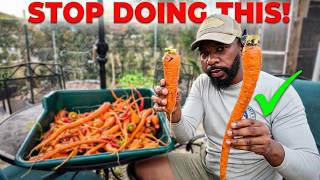 How I Grow SWEET Carrots in Florida (Harvest + Mistakes)
