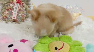 チワワ（ロング）の動画01