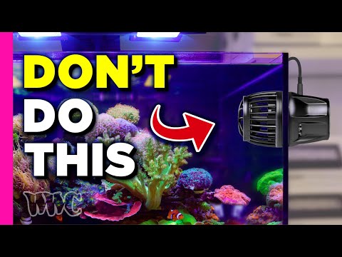 Is Flow KILLING Your Corals?