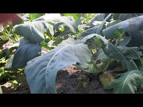 Gemüse selbst ernten in Riepe