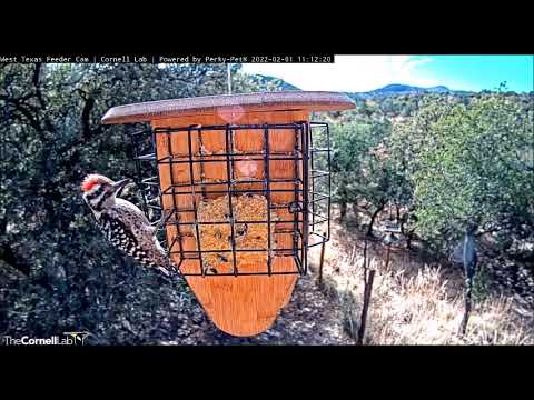Pine Siskins & Ladder-backed Woodpecker @ W Texas feeder ~ ©CornellLabs