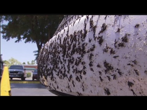 Lovebugs are in the air - and on your car