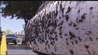 Lovebugs are in the air - and on your car