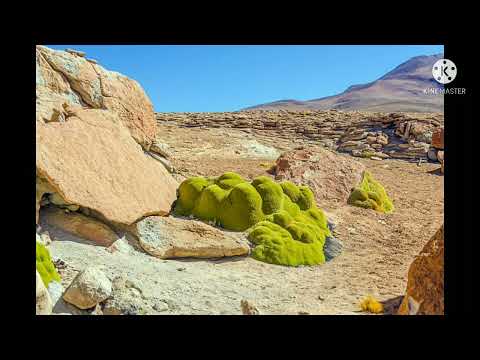 Ancient Yareta tree #facts #ancient #short