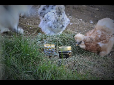 7 Geheim-Tipps für gesunde Hühner - aus den Erfahrungen mit bisher 217 Hühnergruppen