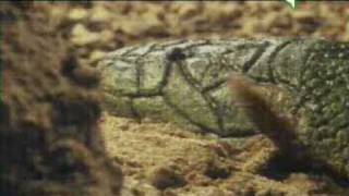 Storia della Terra ed Evoluzione della Vita