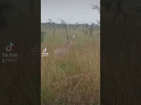 Mago park Ethiopia 🇪🇹