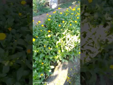 Beautifull flowers 💐 and lily plant 🌱 Gardening with Faheem ali 🌳#gardenigtip #nature#foryou #foryou