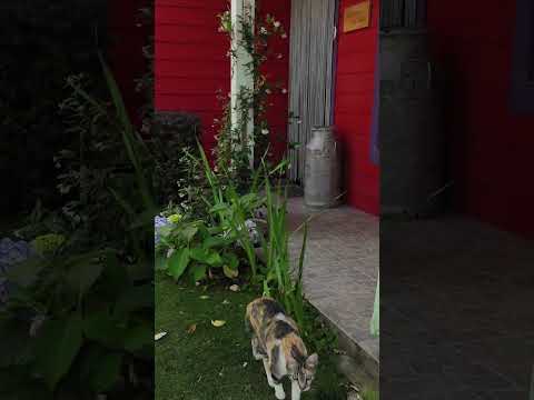 La Lila Nuestro Jardin en el Jardin de Neuquen - Huinganco