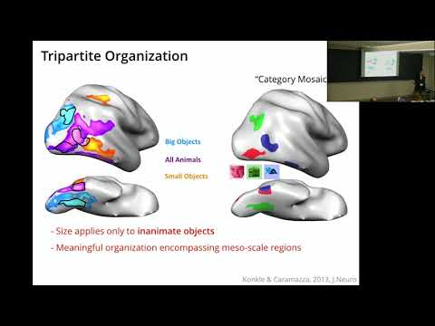 The shape of things and the organization of object-selective cortex