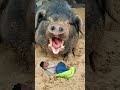 Funny Pig Vfx Video Shorts