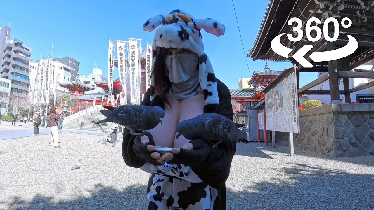 Cow feeding pigeons in the most unexpected place