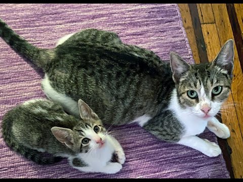 Kiki and Ricky, an adopted Domestic Short Hair in Brooklyn, NY_image-1