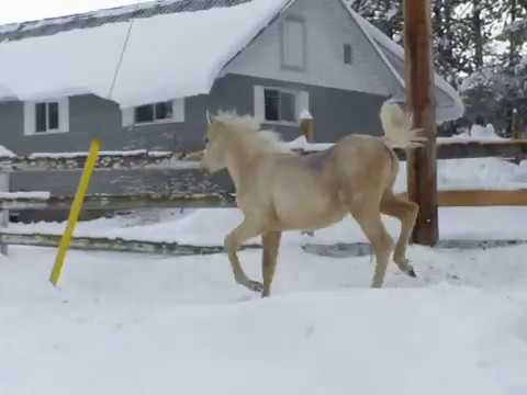 Palomino Arabian Filly NP Audrea P1056527