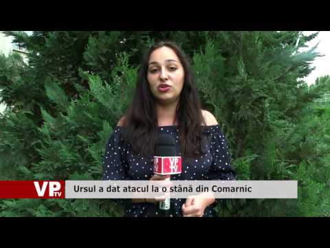 Ursul a dat atacul la o stână din Comarnic