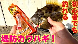 超簡単な仕掛けで堤防から大型カワハギが連発しました!【堤防カワハギ釣り】
