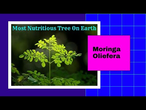 Moringa Oliefera|| Most Nutritious Tree on Earth|| Miracle Tree|| Drumstick Tree|| Moringa benefits.