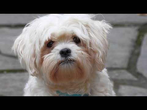 Havanese vs Shih Tzu: Which Fluffy Breed to Choose?