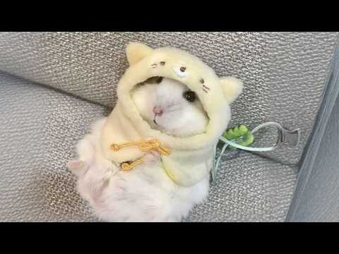 Vidéos drôles de hamsters | moments drôles et mignons des animaux