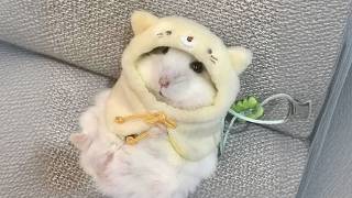 Vidéos drôles de hamsters | moments drôles et mignons des animaux