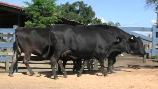 Vídeo 179 - 1ª ETAPA MEGA LIQUIDAÇÃO TOTAL AGROPECUÁRIA MARAJOARA - DIA 4 | GADO GIROLANDO E HOLANDÊS