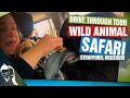 Wild Animal Safari Strafford MO Drive Through Tour