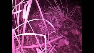 ダルマガエル観察ライブ20250821