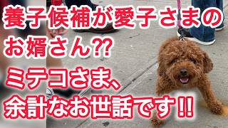 養子候補が愛子さまのお婿さん ? ? ミテコさま、余計なお世話です ! !